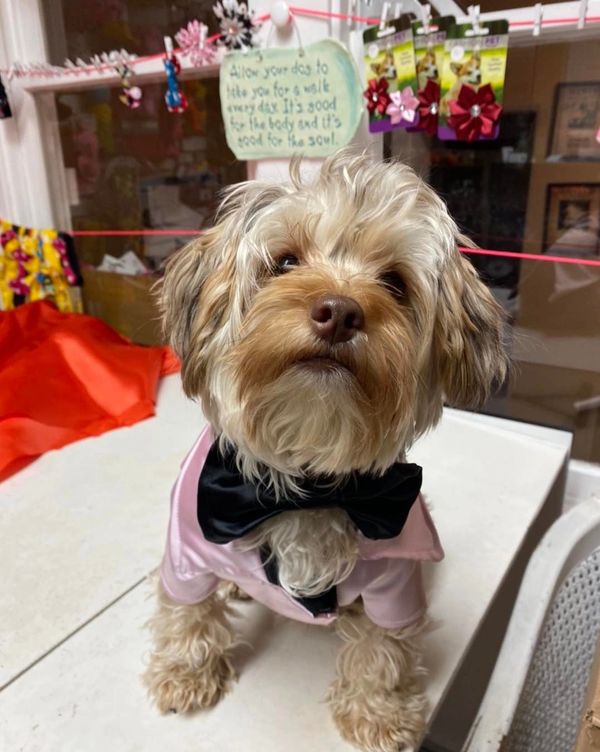 The Posh Pet Boutique Dog Clothes, Dog Boutique